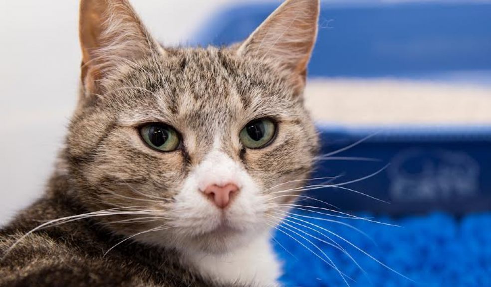 Cat charity desperate for new volunteers | The Exeter Daily